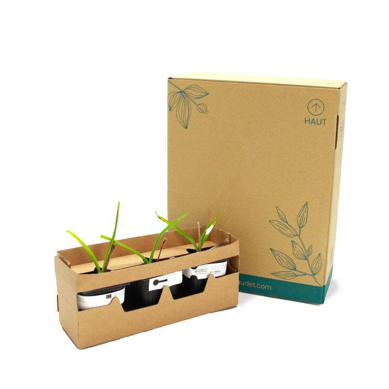 3 Hémérocalles 'Cherry Festival' (Hemerocallis 'Cherry Festival') - Lot de 3 vivaces - Pépinières Naudet - Imagen 5