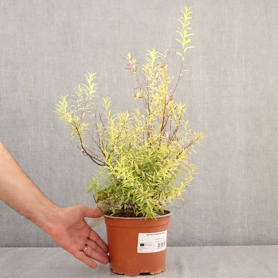 Spiraea thunbergii Ogon - Spirée de Thunberg Pot de 3L/4L - Image 2