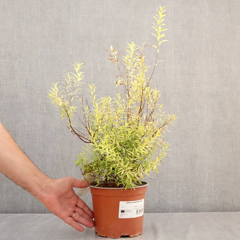 Spiraea thunbergii Ogon - Spirée de Thunberg Pot de 3L/4L - Image 2