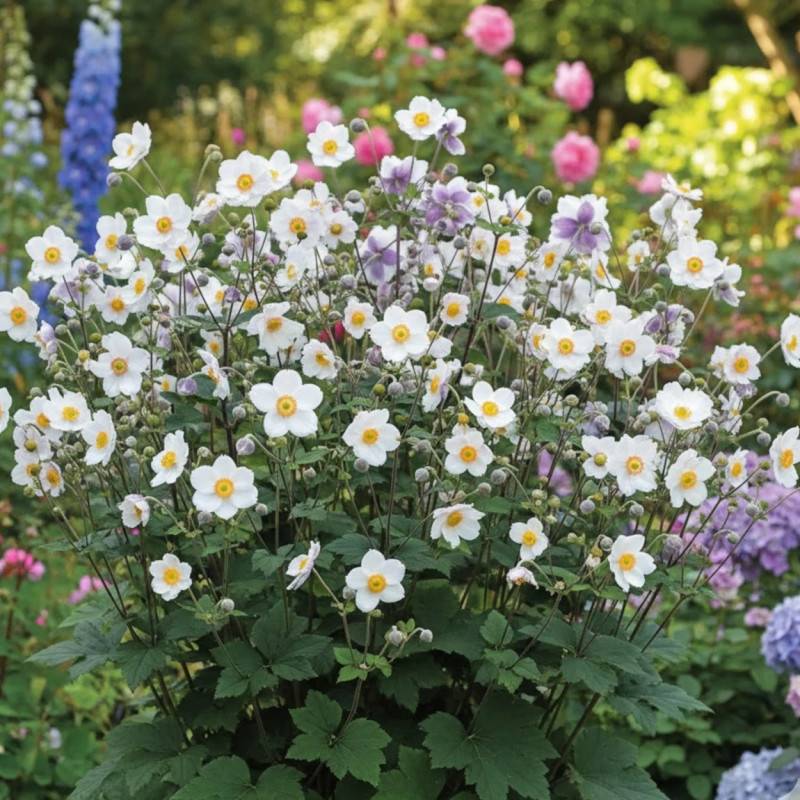 Anémone du Japon Dreaming Swan® à fleurs Rose/Blanche - feuillage Caduc - Lot de 9 godets - Image 1