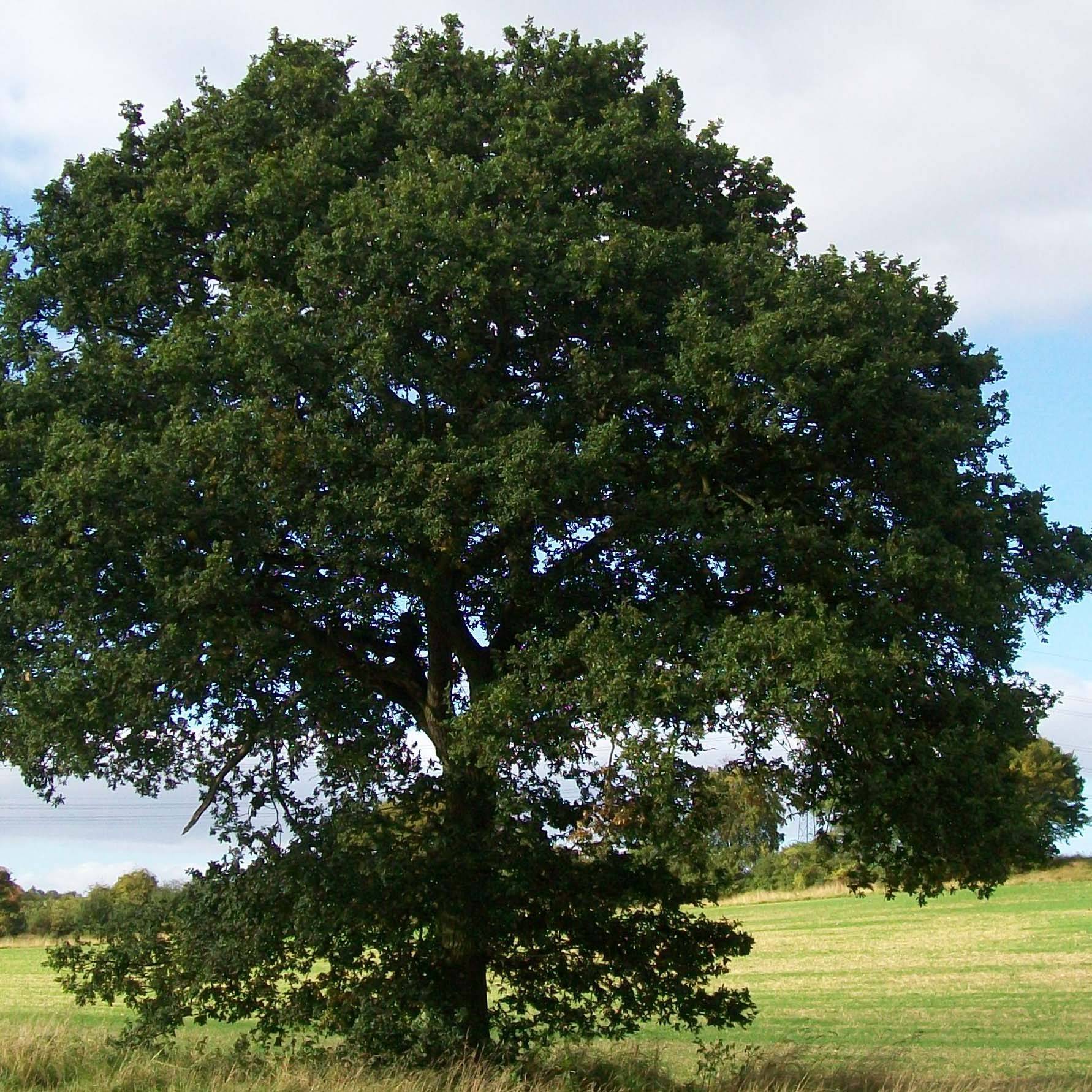 Chêne pédonculé - Quercus robur Petites Racines nues