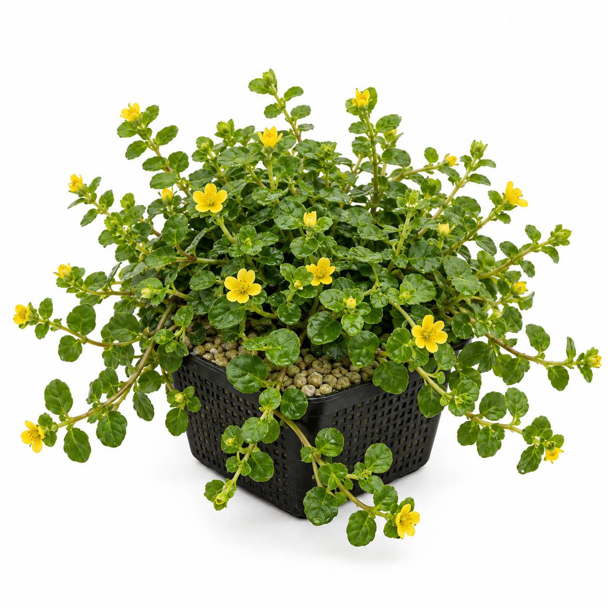 Lysimaque nummulaire - Lysimachia nummularia - Lot de 4 avec panier - Image 1