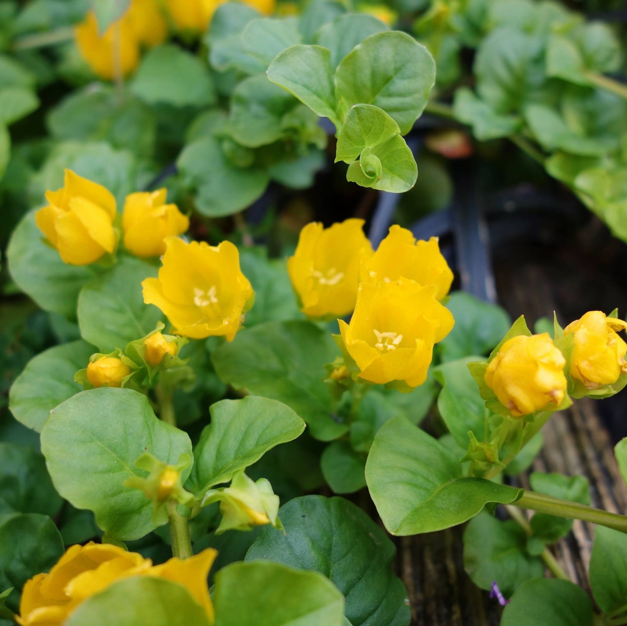 Lysimaque nummulaire - Lysimachia nummularia - Lot de 4 avec panier - Image 3