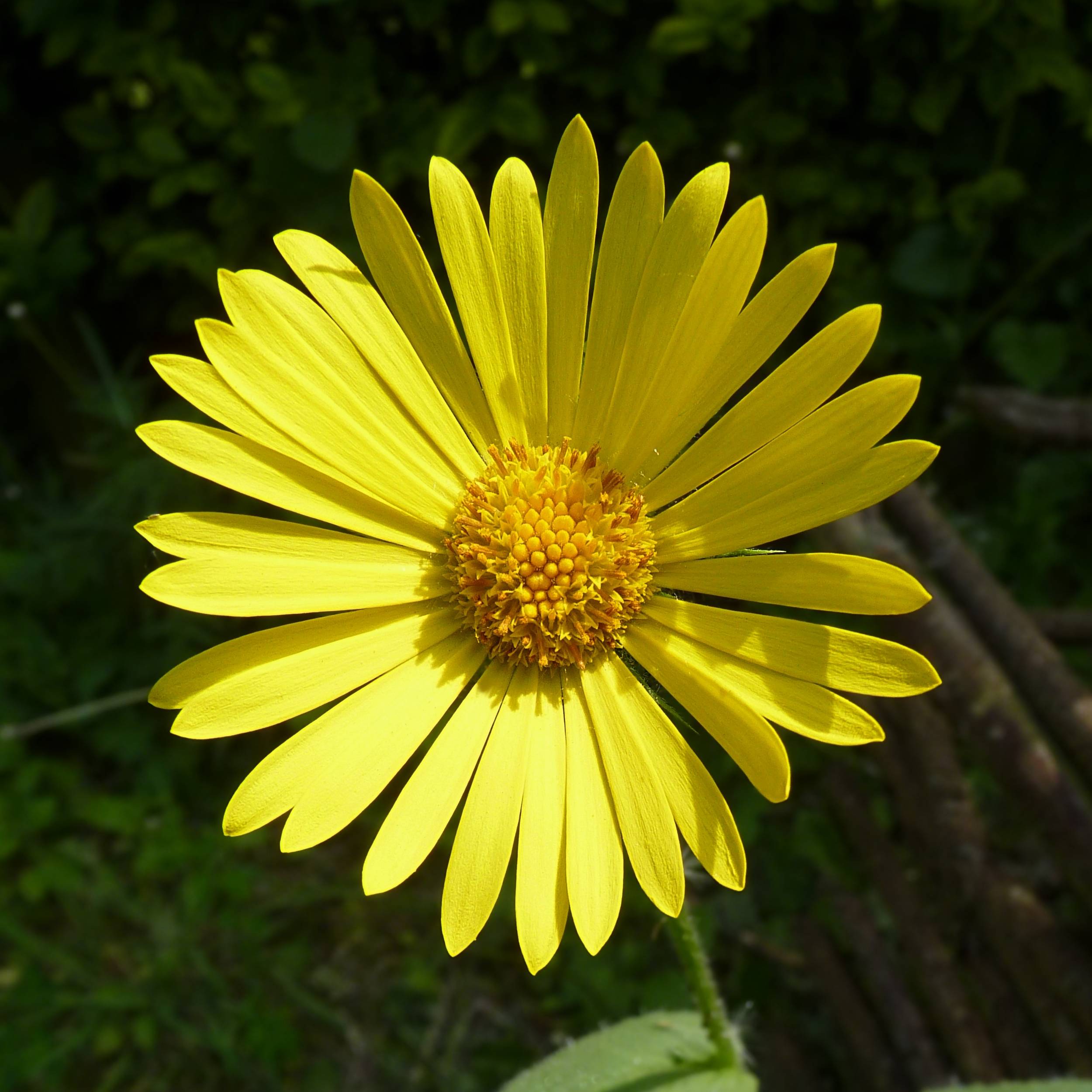 Doronic, Doronicum pardalianches Godet de 8/9 cm