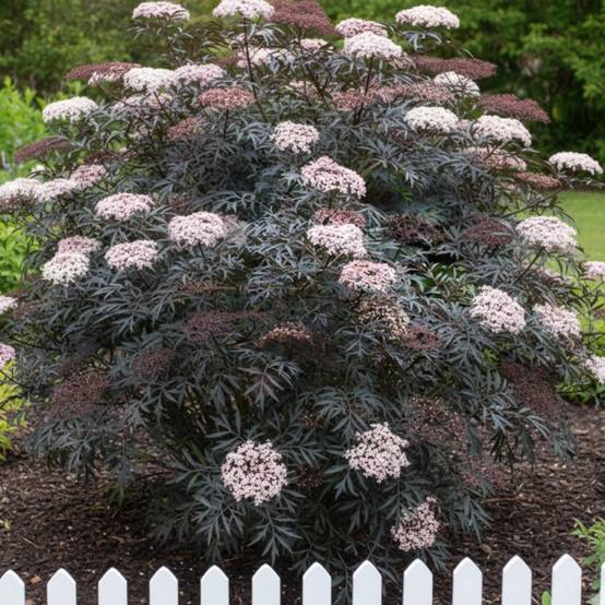 Sureau noir Laced Up® 'SNR 1292', Sambucus à fleurs Blanche - feuillage Caduc - Pot de 3L - 20/40 cm- hauteur à maturité De 3,00 m à 5,00 m - Image 3