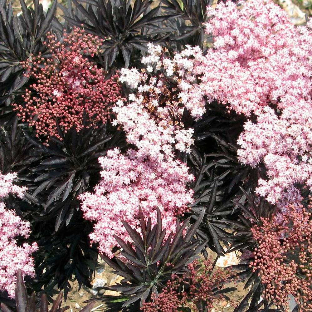 Sureau noir Laced Up® 'SNR 1292', Sambucus à fleurs Blanche - feuillage Caduc - Pot de 3L - 20/40 cm-  hauteur à maturité De 3,00 m à 5,00 m