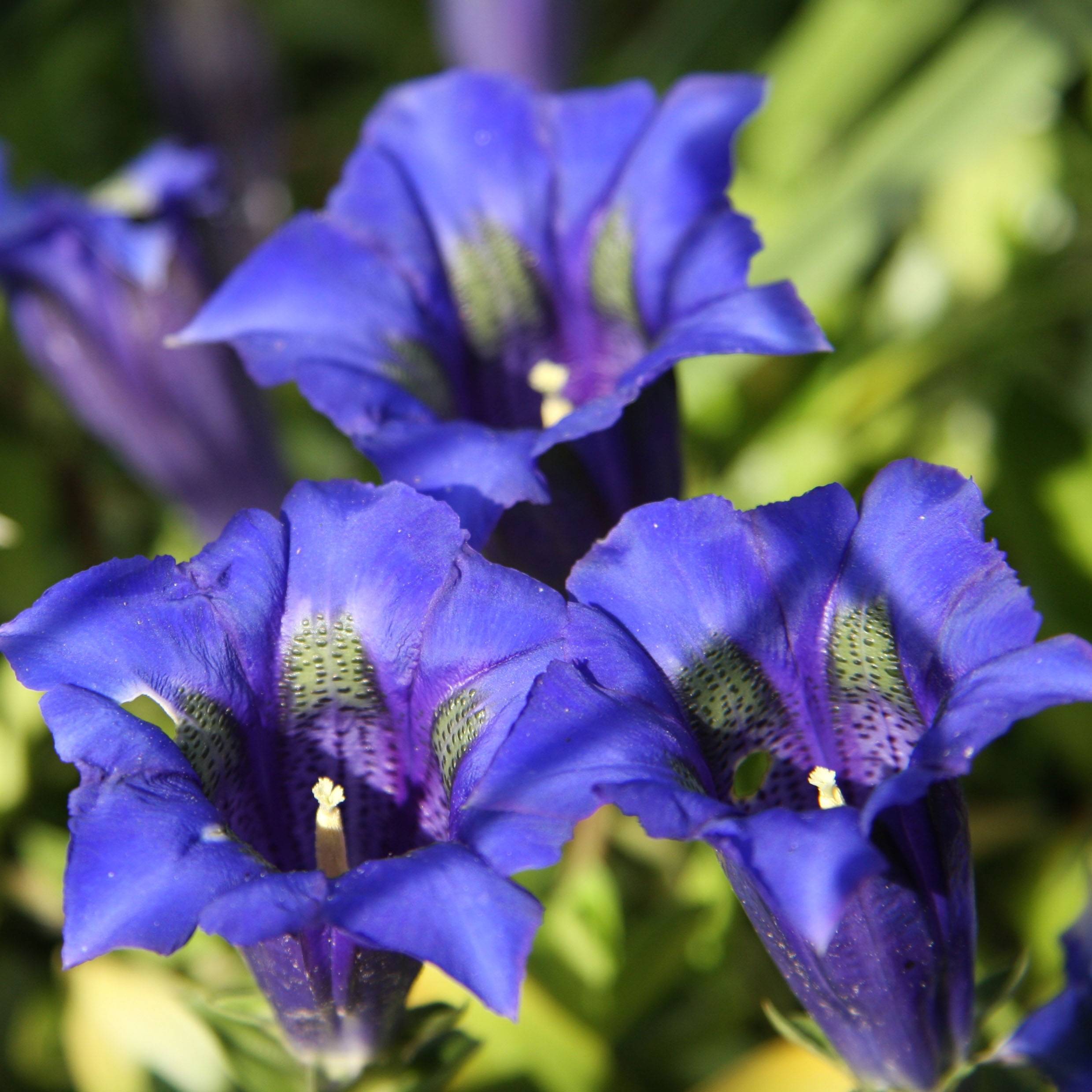 Promesse de Fleurs - Gentiane acaulis - Gentiane des Alpes Godet de 8/9 cm