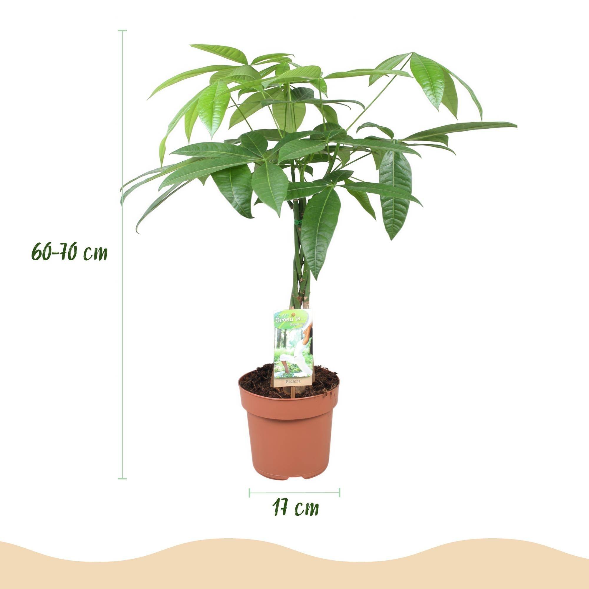 La Green Touch - Pachira Aquatica Tronc Tressé - D17 H70cm - Image 4