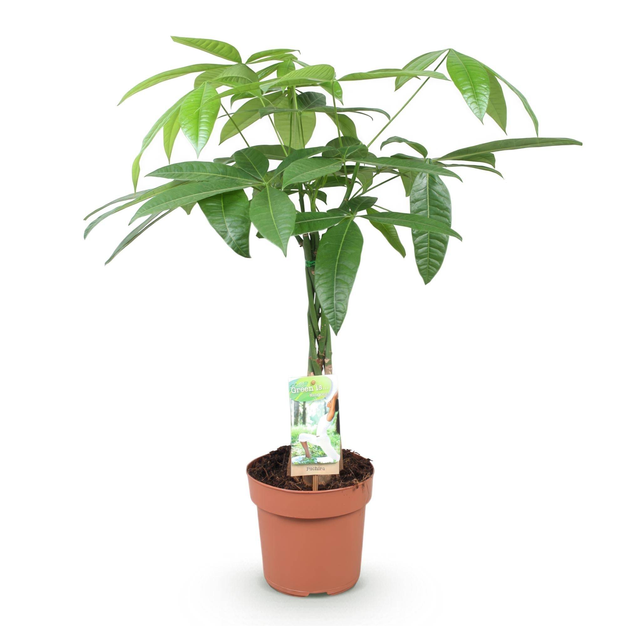 La Green Touch - Pachira Aquatica Tronc Tressé - D17 H70cm - Image 3