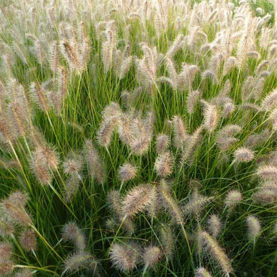 Promesse de Fleurs - Pennisetum alopecuroides Goldstrich - Herbe aux écouvillons Godet de 8/9 cm