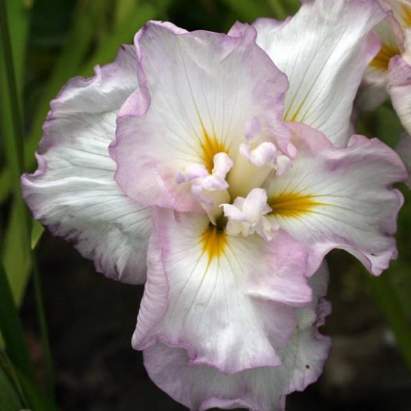 Promesse de Fleurs - Iris du Japon - Iris ensata Lady in Waiting Godet de 8/9 cm
