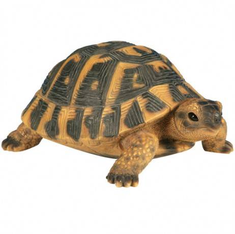 Riviera - Tortue Hermann GM 24 cm