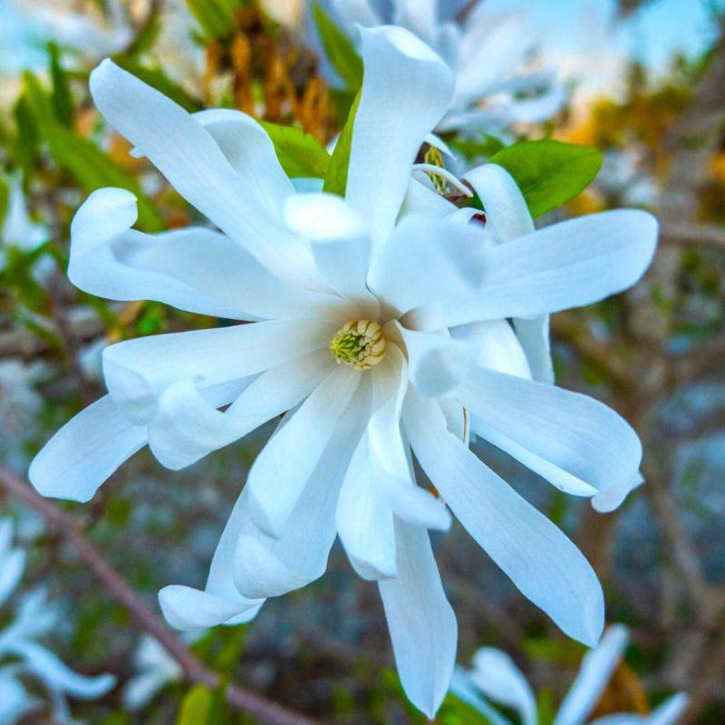 Magnolia étoilé (Magnolia stellata) - Godet - Taille 20/40cm - Pépinières Naudet