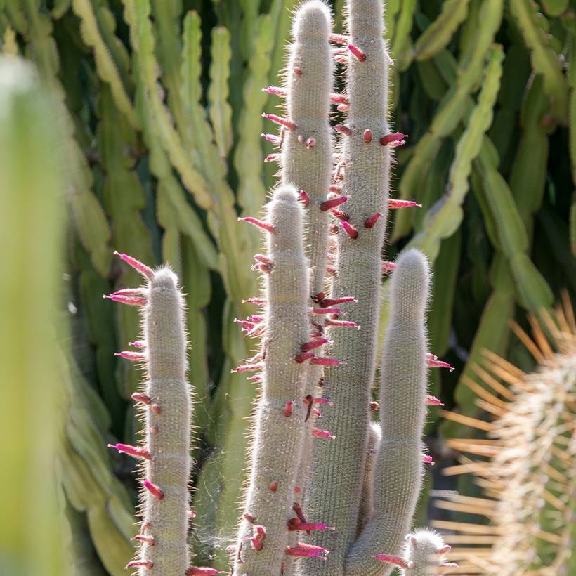 Cactus cierge - Cleistocactus strausii Pot de 12L/15L