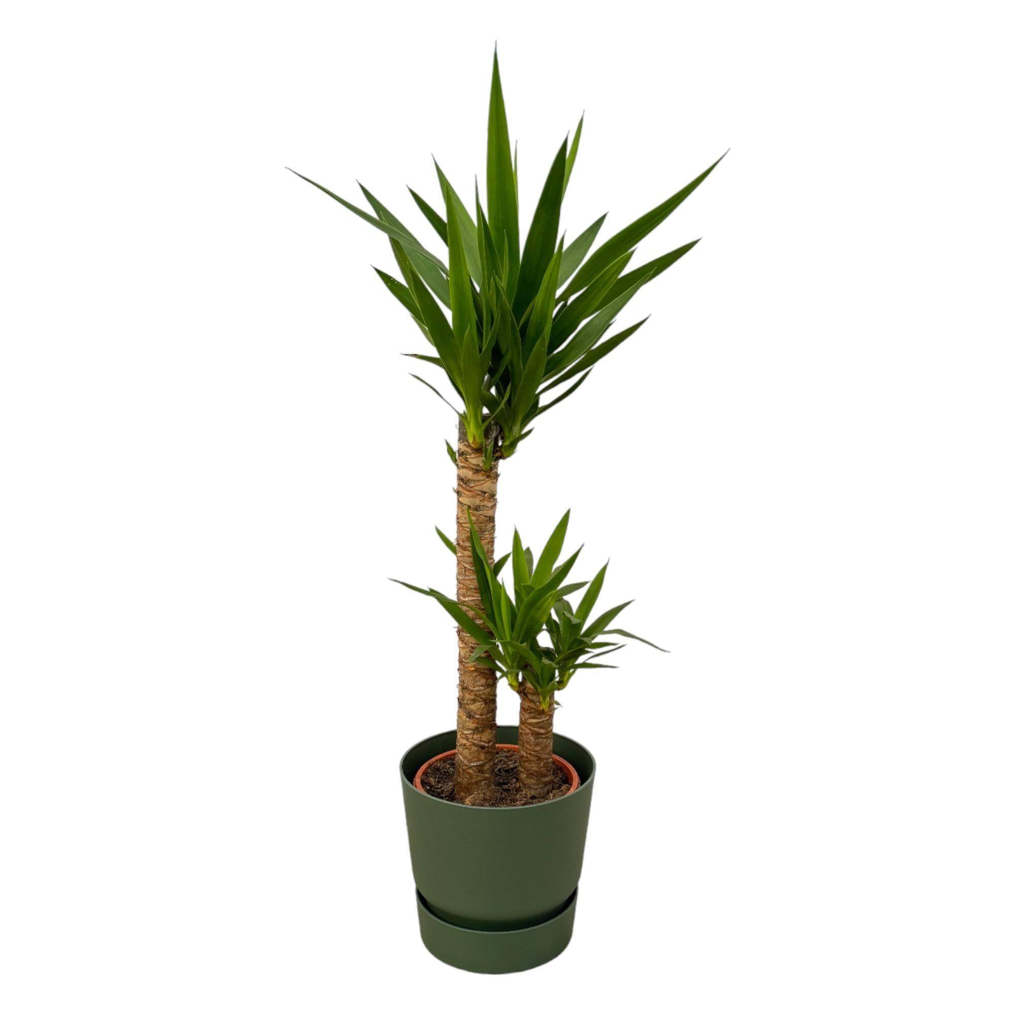 La Green Touch - Yucca et son pot- La Green Touch Vert + Reservoir - Hauteur 100cm