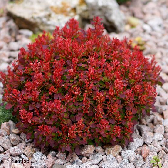 Berberis thunbergii Lutin Rouge - Epine-vinette naine Pot de 2L/3L
