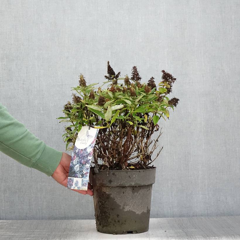 Buddleja davidii Butterfly Candy Trio Little Purple, Litttle Pink, Little Lila - Arbres aux papillons nains Pot de 4L/5L - Image 2