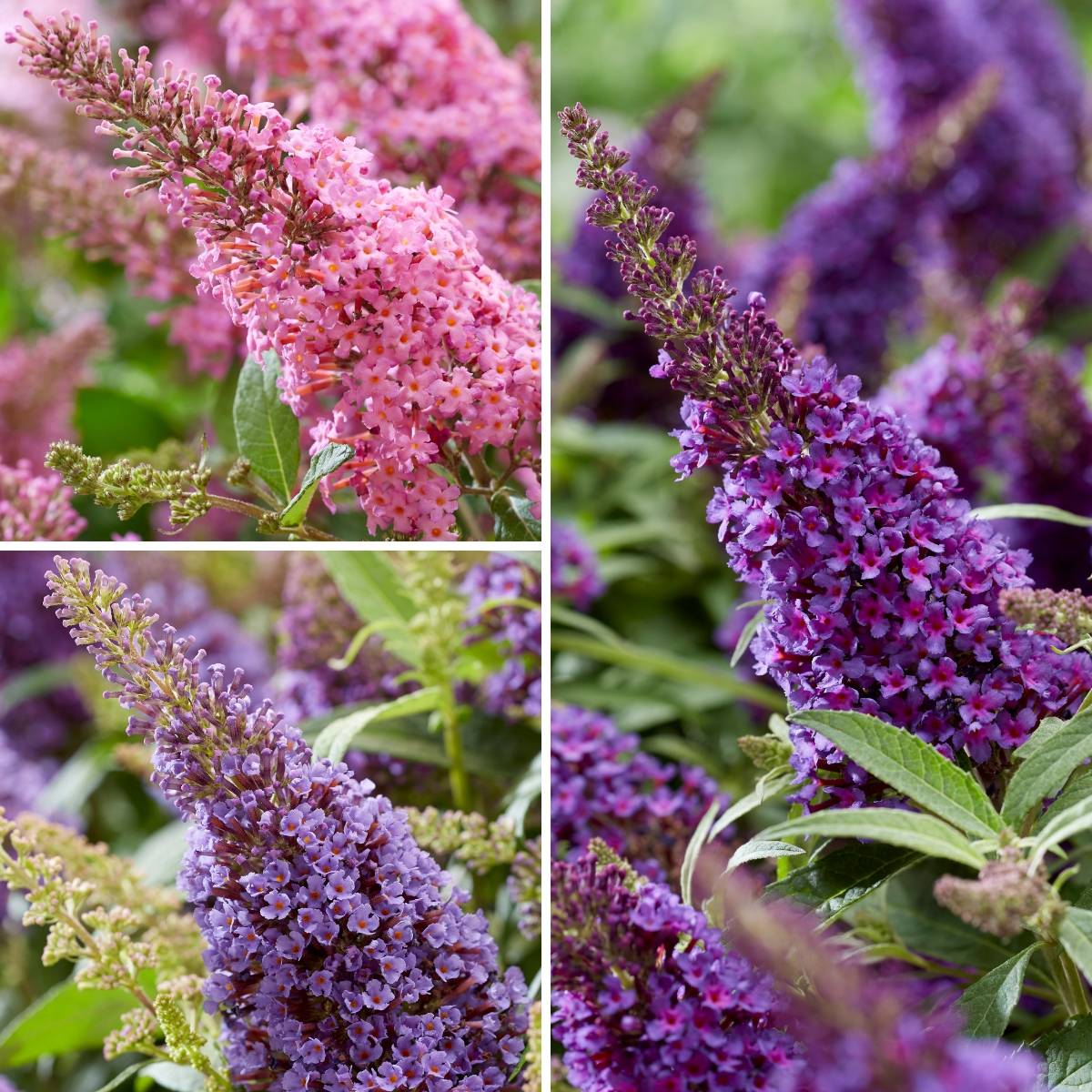 Buddleja davidii Butterfly Candy Trio Little Purple, Litttle Pink, Little Lila - Arbres aux papillons nains Pot de 4L/5L - Image 1