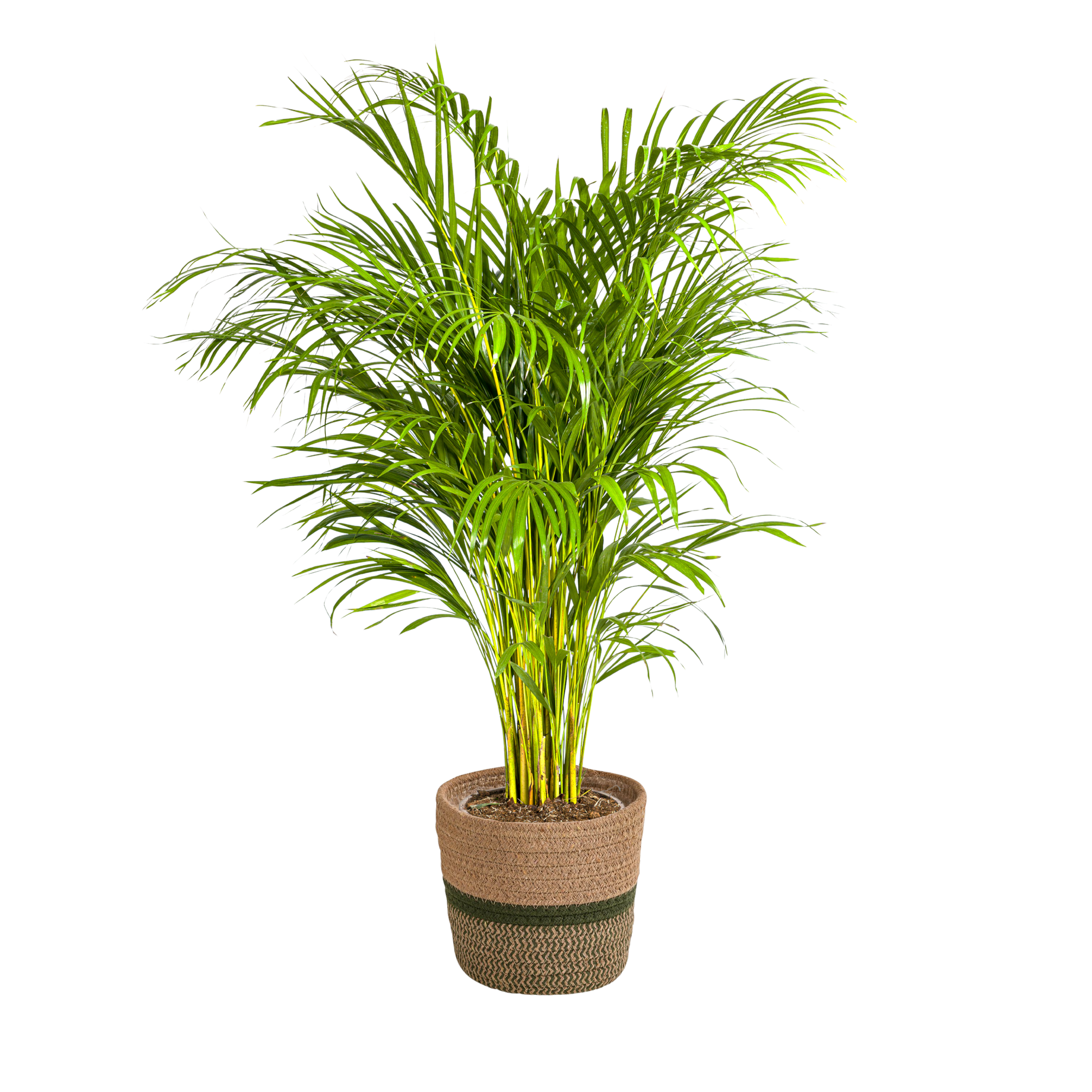 La Green Touch - Dypsis Areca Lutescens - H120cm - Image 4