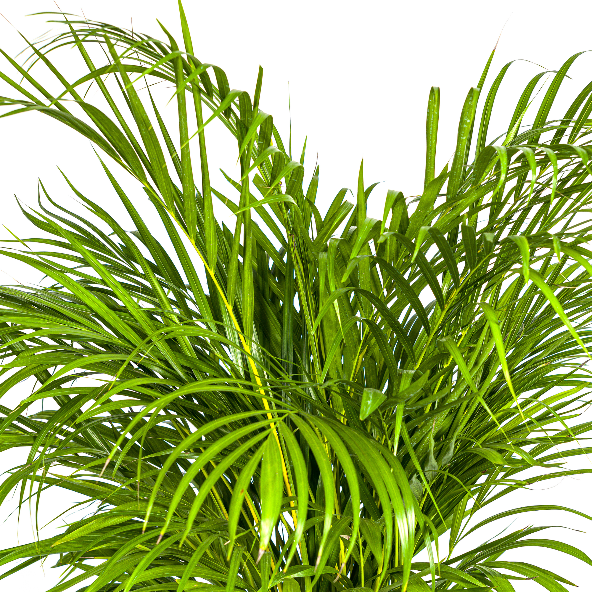 La Green Touch - Dypsis Areca Lutescens - H120cm - Image 2