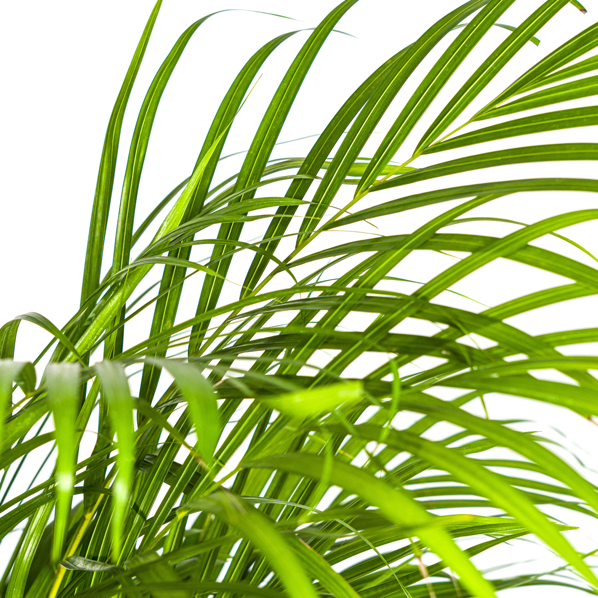 La Green Touch - Dypsis Areca Lutescens - H120cm - Image 5