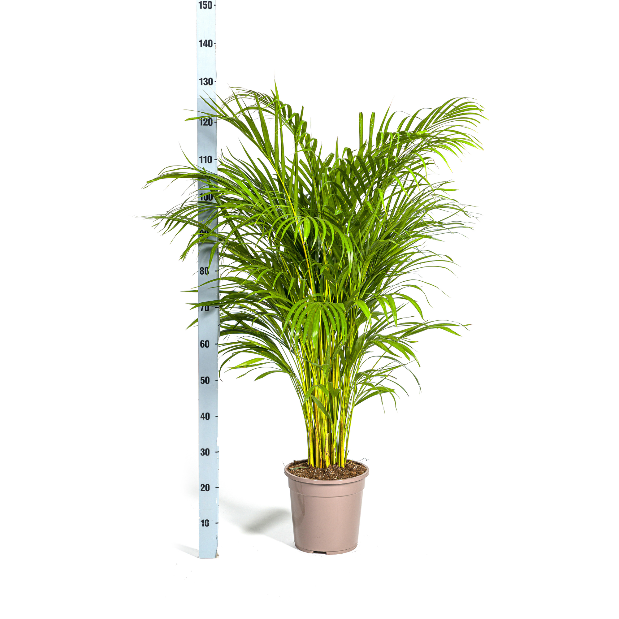 La Green Touch - Dypsis Areca Lutescens - H120cm - Image 3