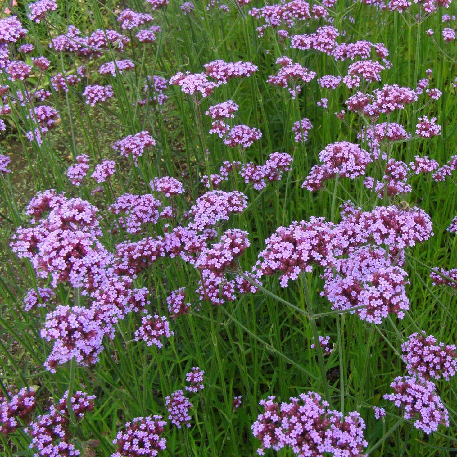 Verbena bonariensis - Verveine de Buenos Aires Godet de 8/9 cm
