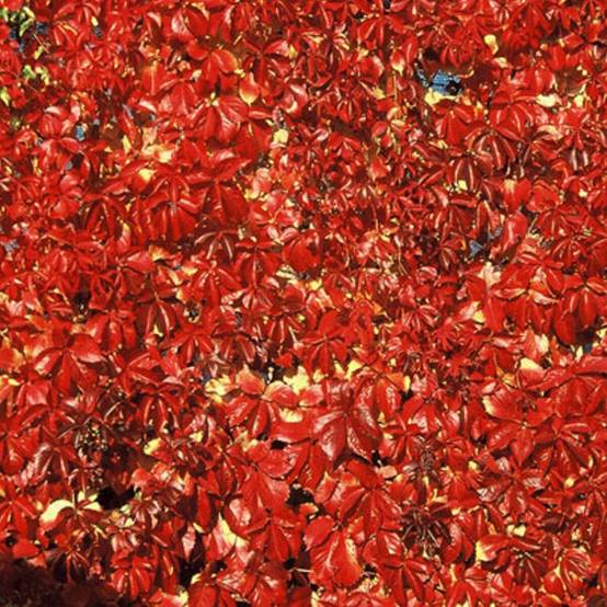 Vigne Vierge quinquefolia Red wall® 'Troki' - Godet - 5/20 cm - Image 1