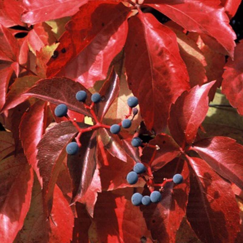 Vigne Vierge quinquefolia Red wall® 'Troki' - Godet - 5/20 cm - Imagen 3