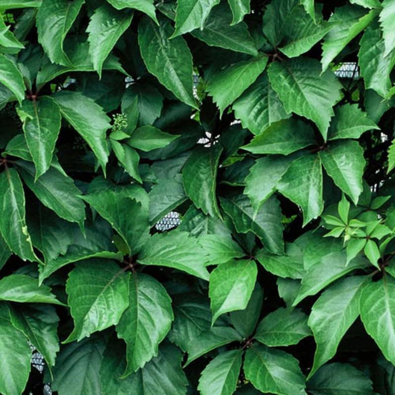 Vigne Vierge quinquefolia Red wall® 'Troki' - Godet - 5/20 cm - Imagen 2