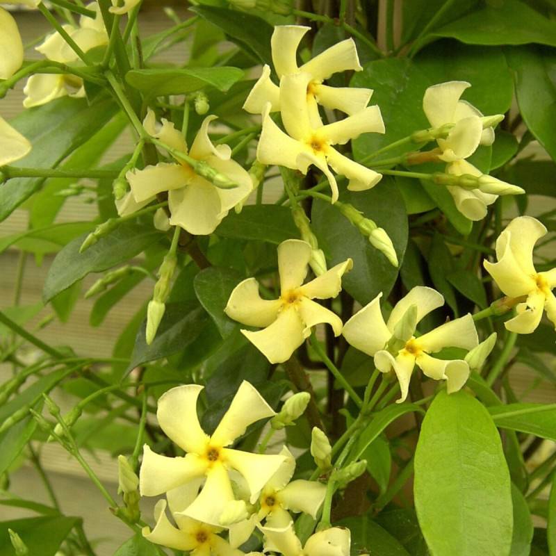 Jasmin étoilé jaune à fleurs Jaune - feuillage Persistant - Godet - 5/10 cm-  hauteur à maturité De 3,00 m à 5,00 m - Imagen 7