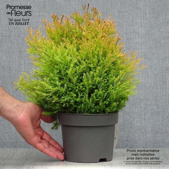 Promesse de Fleurs - Thuya du Canada - Thuja occidentalis Rheingold Pot de 2L/3L - Image 2