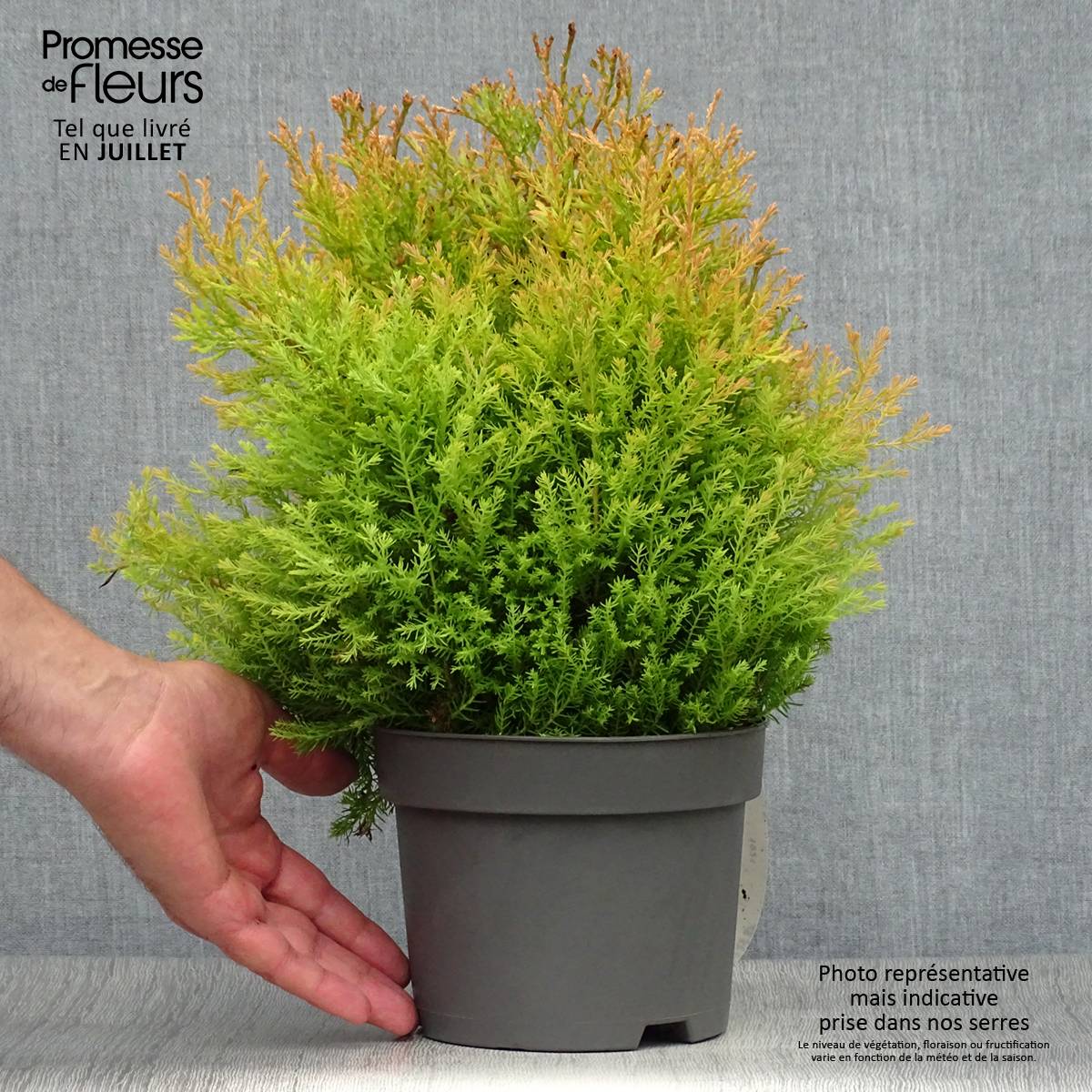 Promesse de Fleurs - Thuya du Canada - Thuja occidentalis Rheingold                   Pot de 2L/3L - Image 2