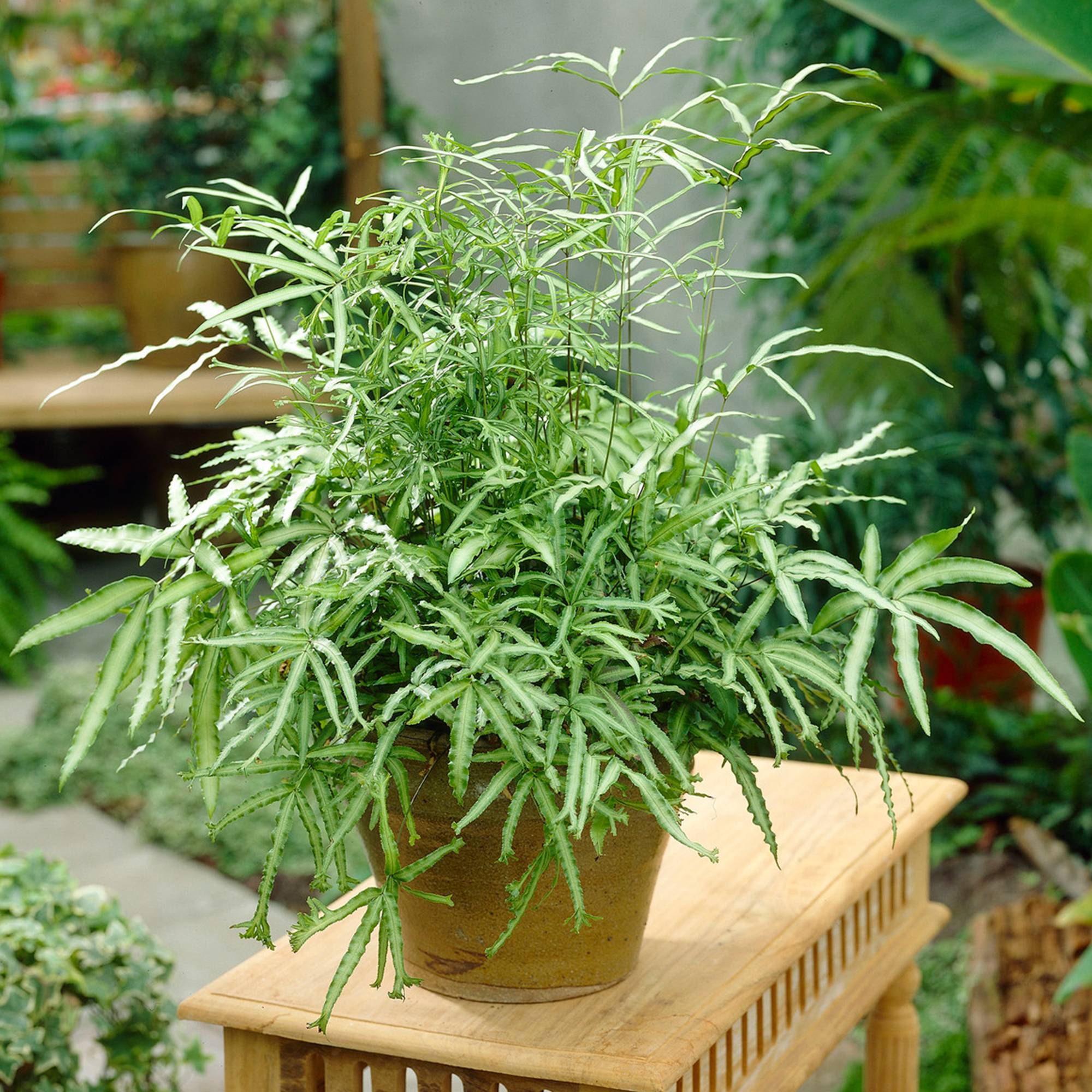Gardenersdream - Pteris Albolineata - Pteris De Crête | Fougère D'Intérieur | Plante De 25 À 35 Cm En Pot - GardenersDream - Image 1