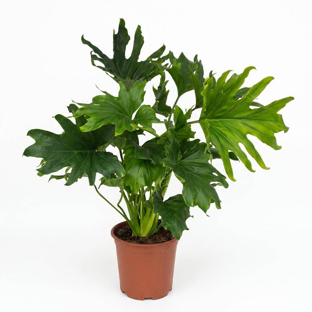 Philodendron - Philodendron Lickety split - Pot de 19cm - Hauteur 70cm - Sans cache-pot - Plantes d'intérieur
