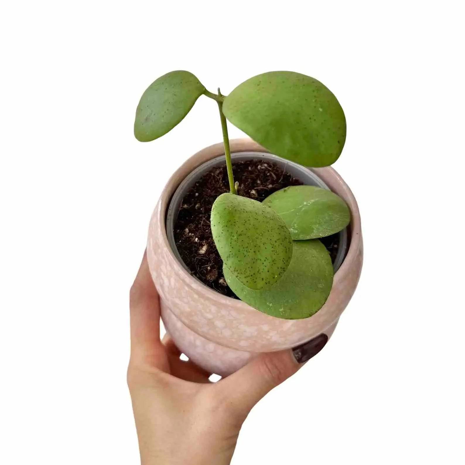 Hoya Kastbergii - Pot de 9cm - Plantes d'intérieur