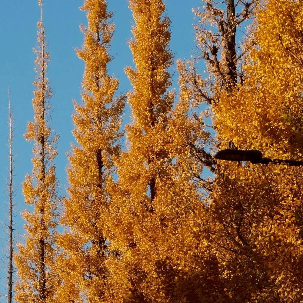 Arbre aux 40 écus fastigié Gold Flame® 'Gold Flame', Ginkgo - Pot de 15L - 120/150 cm