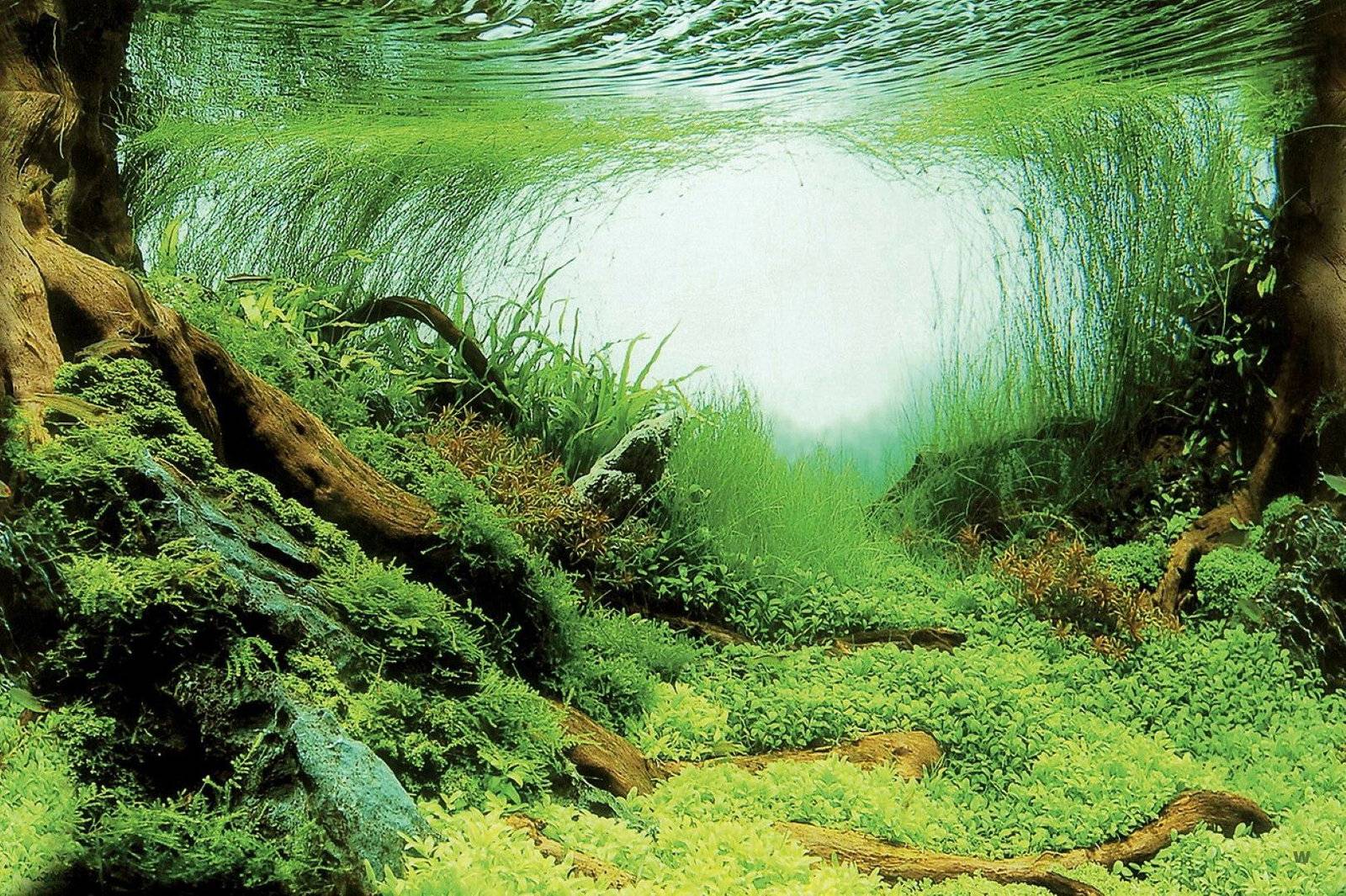 Superfish - Poster aquarium décoratif racines et plantes 60x49 cm - SUPERFISH