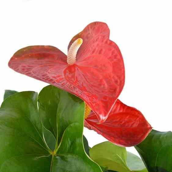 healthy golden pothos Golden Pothos  Vibrant, Versatile & Easy-Care Plant