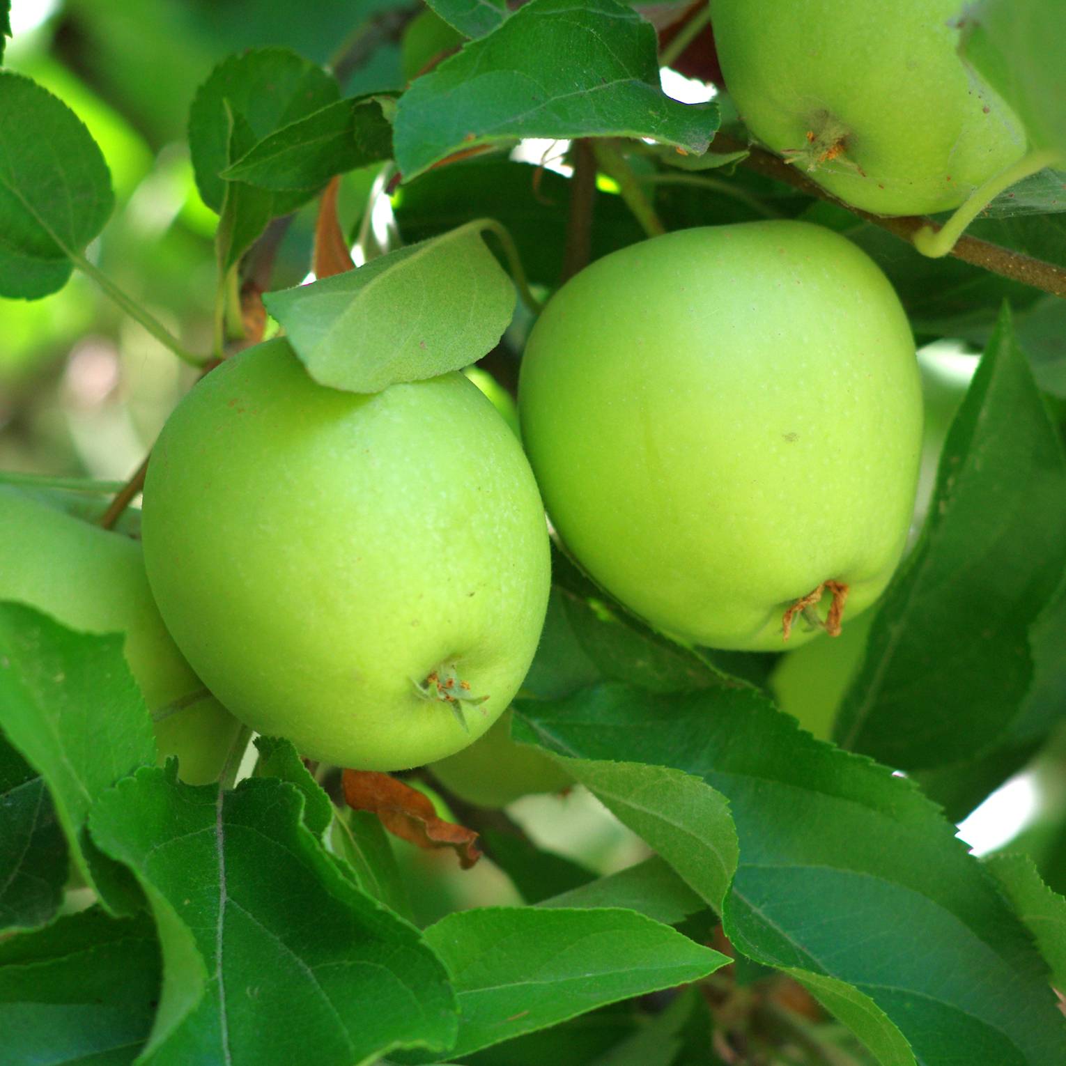Pommier Granny Smith Grandes Racines nues, Scion, Bio AB