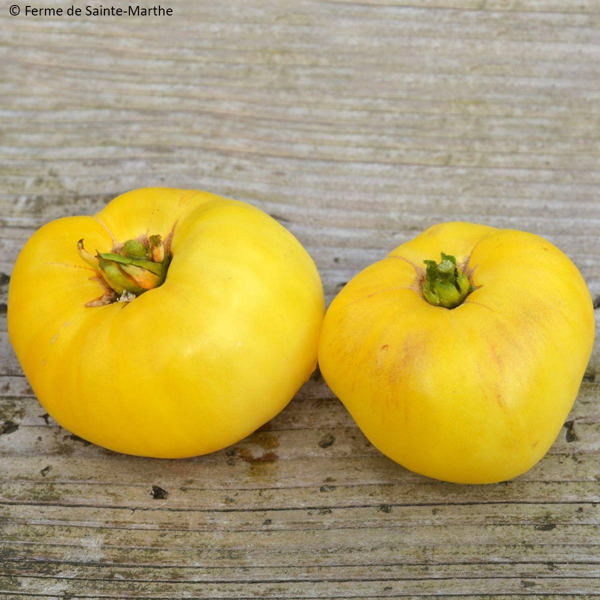 Tomate Yellow 1884 Pinkheart Bio - Ferme de Sainte Marthe le sachet de 50 graines environ
