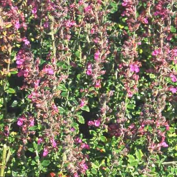 Promesse de Fleurs - Teucrium lucidrys - Germandrée hybride Pot de 2L/3L