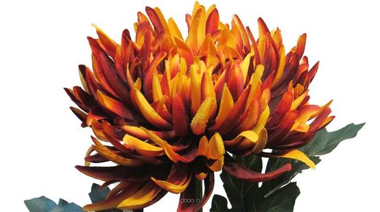 Chrysanthème artificiel, H 63 cm Orange - BEST - couleur: Orange - Image 4