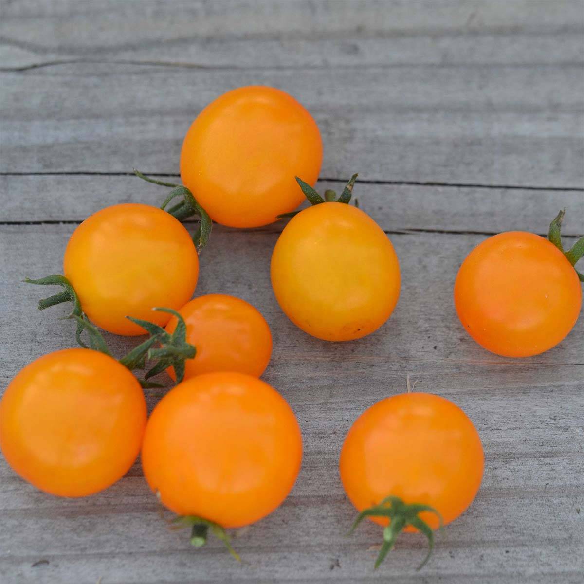Tomate Gold Nugget Bio - Ferme de Sainte Marthe le sachet de 50 graines environ