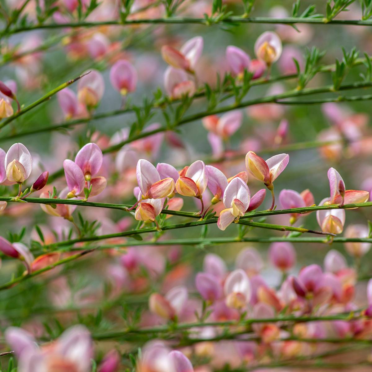 Genêt à balais - Cytisus scoparius Moyclare Pink Pot de 4L/5L