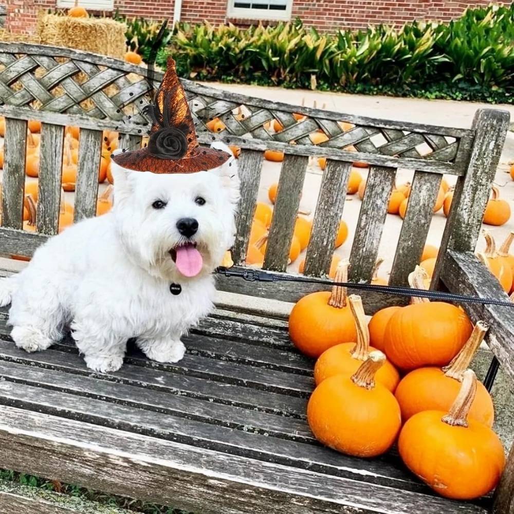 DtopbuyAge - Chapeau de sorcière pour chiens DtopbuyAge - Image 4