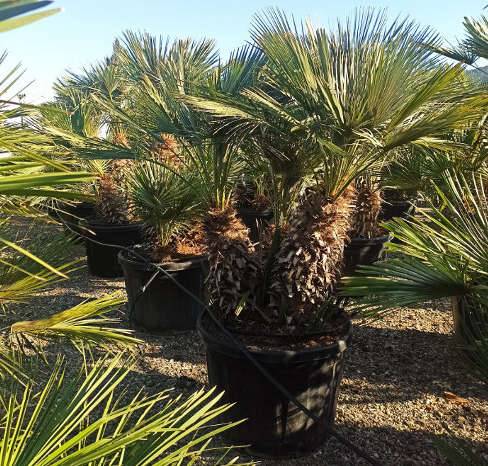 Sans Marque - Chamaerops humilis (palmier doum) Taille:Pot de 2 litres ? 40/60 cm - Couleur floraison:jaune - Image 9