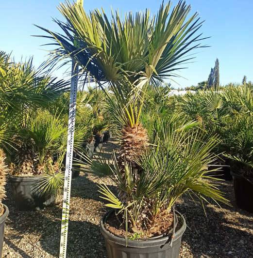 Sans Marque - Chamaerops humilis (palmier doum) Taille:Pot de 2 litres ? 40/60 cm - Couleur floraison:jaune - Image 10