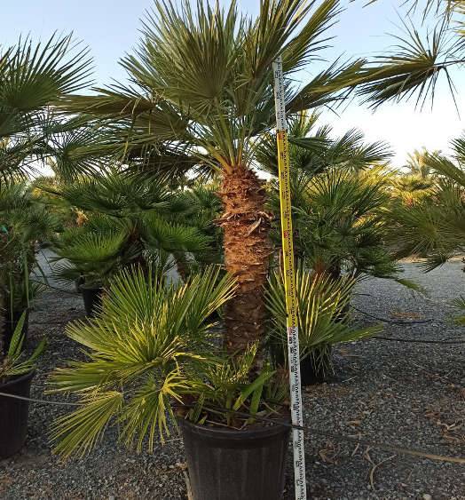 Sans Marque - Chamaerops humilis (palmier doum) Taille:Pot de 2 litres ? 40/60 cm - Couleur floraison:jaune - Image 8