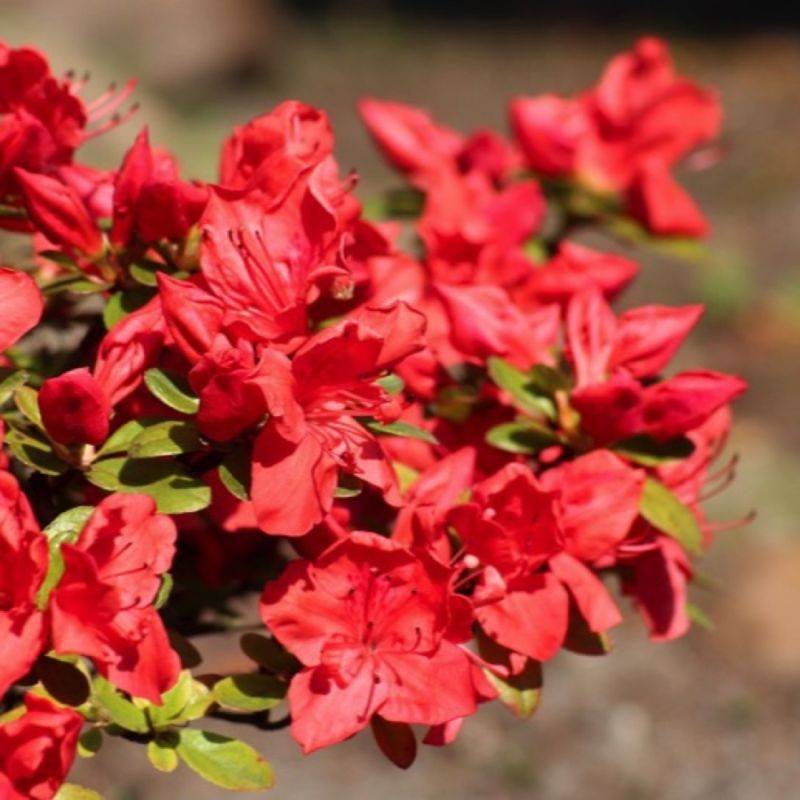 Rhododendron du Japon 'Fête des Mères' (Azalea japonica 'Fête des Mères') - Godet 9cm - Pépinières Naudet - Image 1